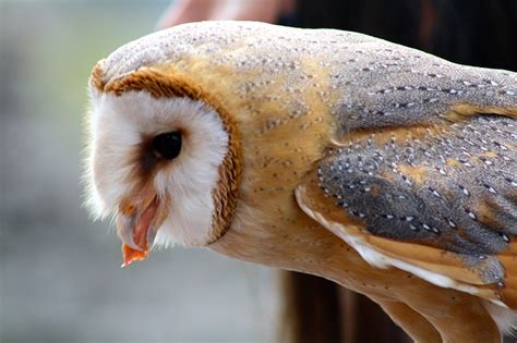 Chinese, like german, has no shortage of excellent animal names. How To Attract Barn Owls (And Keep Your Homestead Rodent ...