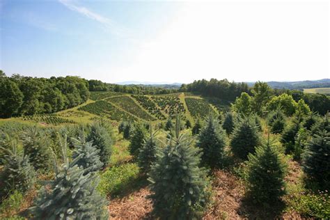 Photos Barr Evergreens