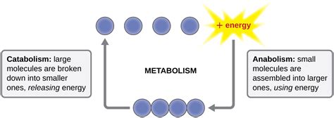 Energy Matter And Enzymes · Microbiology