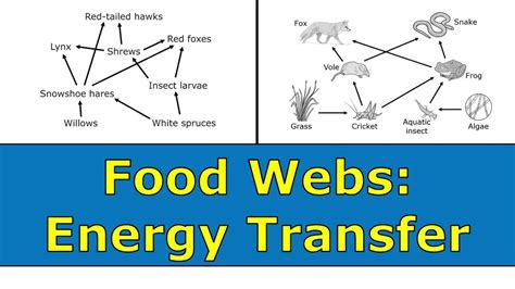 Food Webs Energy Transfer Overview Youtube