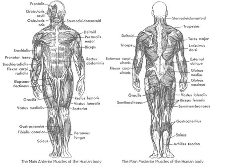 This labeled human muscular system chart illustrates the major muscle groups in the back (posterior) view and the front (anterior) view. Muscular System - Samantha Trujillo