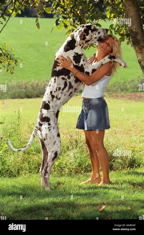Great Dane Dog Woman Banque De Photographies Et Dimages à Haute