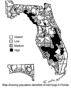 We hunt the biggest, baddest, tuskiset wild hogs in florida. Native Habitat - Hogs Gone Wild