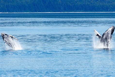 The Best Whale Watching In Alaska Best Trips To See Whales