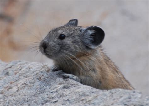 A Playful Pika Love Wildlife Like And Share The National Wildlife