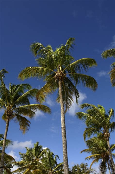 Palm Tree In Guadeloupe Stock Photo Image Of Country 35154178