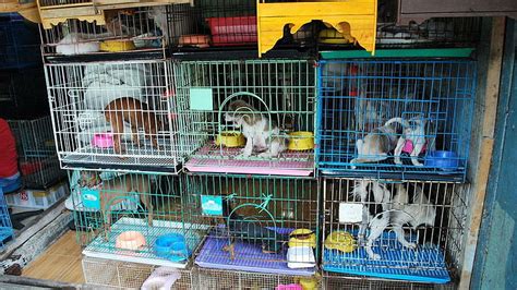 Pets Shouldnt Die Inside Shops In Covid 19 Lockdown Animal Welfare