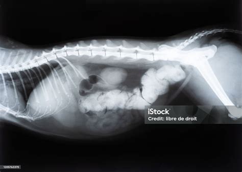 Cat With Bowel Or Intestinal Obstruction Xray Image Or Radiography
