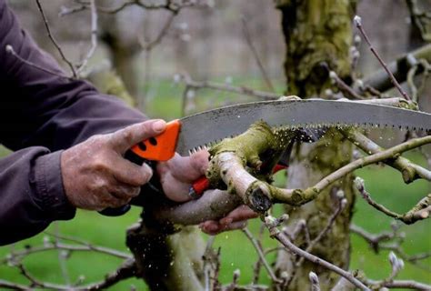The 7 Best Hand Pruning Saws For Cutting Tree Branches 2024