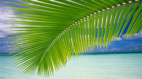 Landscape Palm Trees Beach Wallpapers Hd Desktop And