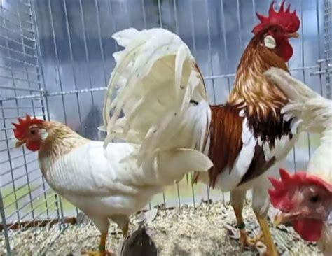 Italiener sind die titularnation der italienischen republik und des früheren königreichs italien. Zwerg-Italiener rotgesattelt