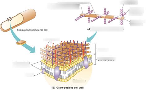 Gram Positive Cell Wall Diagram Quizlet