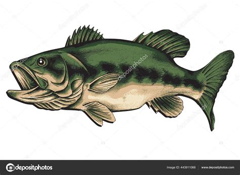 Largemouth Bass Vector Drawing Stock Vector By ©johndesign7483 443911066