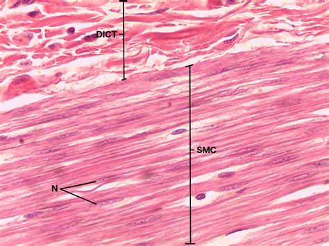Skeletal Muscle Cell Slide