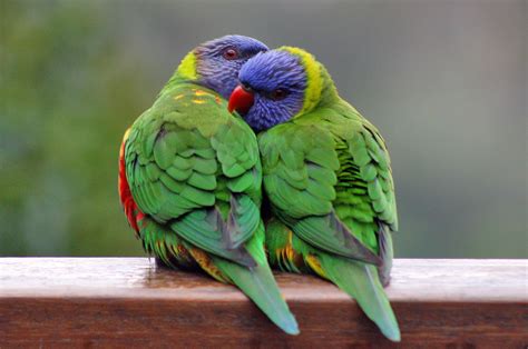 Rainbow Lorikeet Australia Beautiful Bird Beauty Of Bird