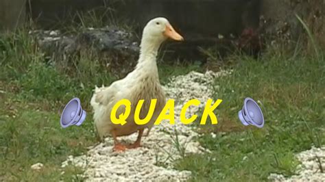 Quack Vidtionary A Video Dictionary