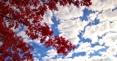 Low Angle Photography Of Red Leaf Tree Under Cloudy Blue Sky During