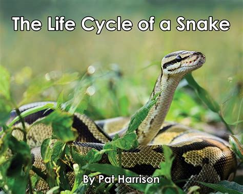 The Life Cycle Of A Snake Level H13