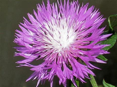 Purple Spiky Flower By The Art Geek On Deviantart