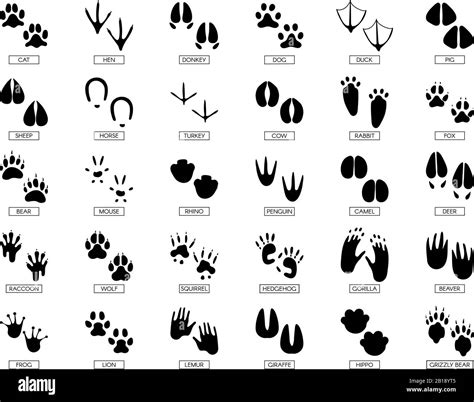 Animals Footprints Animal Feet Silhouette Frog Footprint And Pets
