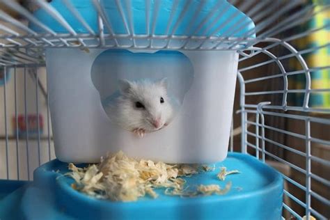 Hamster Cages And Habitats Hamster Care Guide