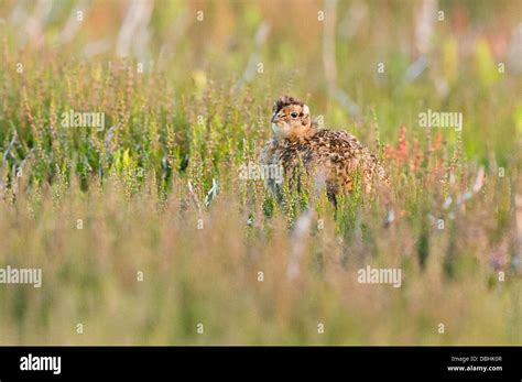 A Red Grouse Chick On The Yorkshire Moors Stock Photo Alamy