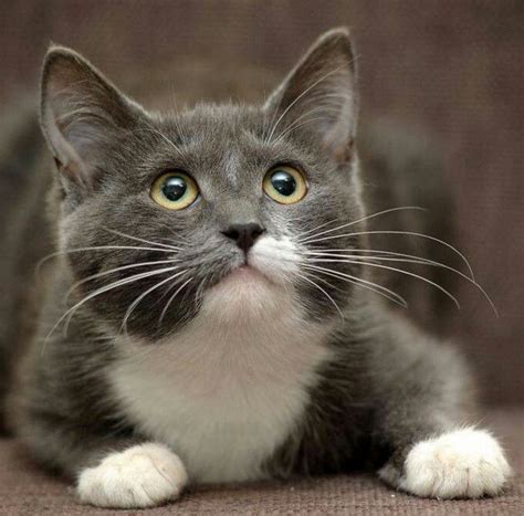 Gray And White Cat Breeds With Pictures