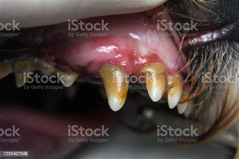 Dog With Gingivitis And Teeth With Tartar Stock Photo Download Image