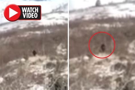 Bigfoot Spotted Gigantic Creature Stuns Tourist After Appearing On