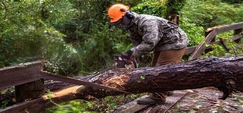 How To Cut A Fallen Tree With A Chainsaw Safest Way Powertoolhunter