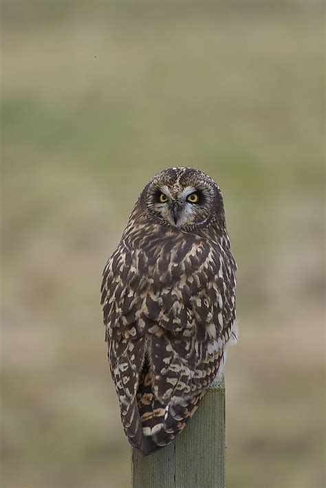 Short Eared Owl Facts Animals Of North America Worldatlas