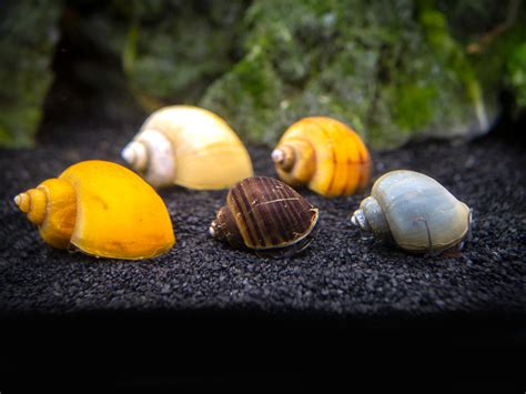Deluxe Multi Color Mystery Snail Combo Pack Aquatic Arts