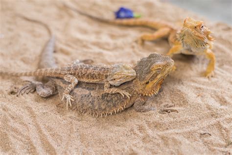 062023 How Do Bearded Dragons Mate A Guide To Bearded Dragon Breeding