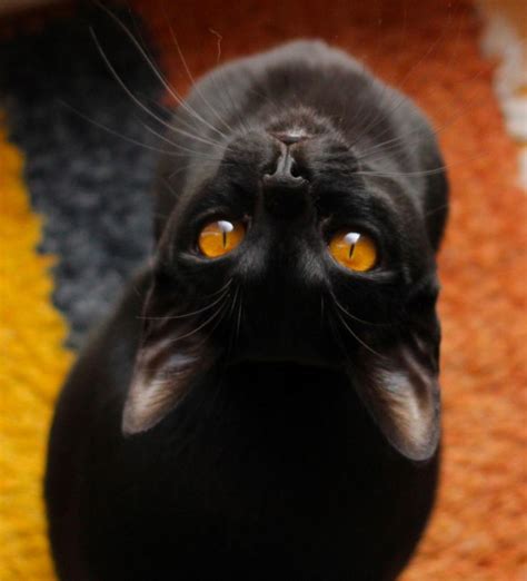 Bhavana Black Cat Cute Cats Cats