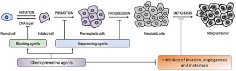 Carcinogenesis Phases Initiation Promotion Progression And