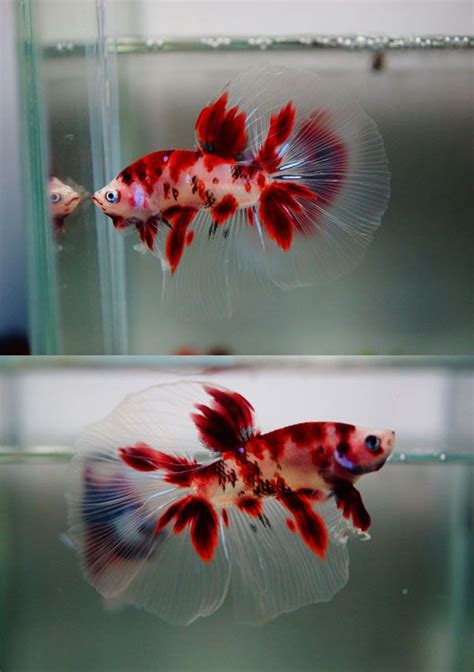 And betta fish facts bettas are known to recognize their fellow human beings, follow your finger around the aquarium, and can even be taught to do tricks! Super koi...no words but wow!!! | Betta fish, Betta fish ...