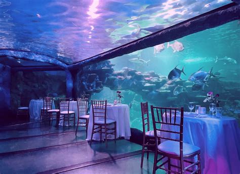 Sea Life Sydney Aquarium Valentines Day Underwater Dining Experience