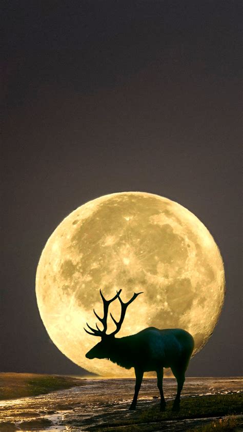 July 2021 Full Buck Moon Dos And Donts