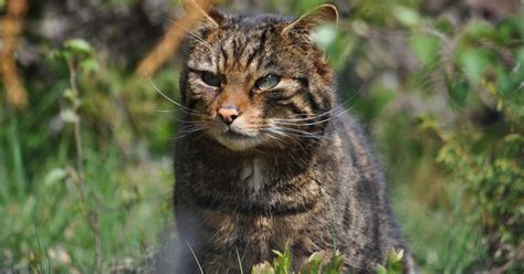 Critically Endangered Scottish Wildcats Released Into Cairngorms