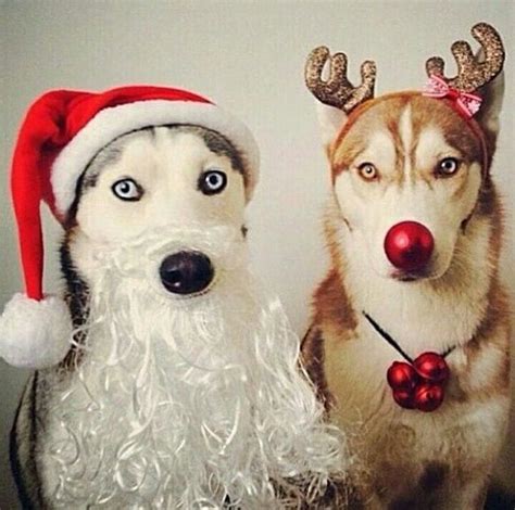 15 Adorable Animals That Are Too Cute To Be On Santas