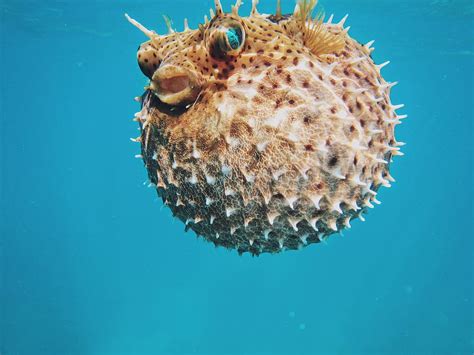 Free Download Brown Puffer Fish Water Sea Urchin Blue