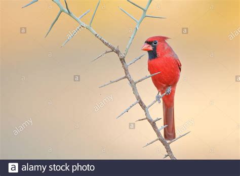 Northern Cardinal Cardinalis Cardinalis Male Perched South Texas