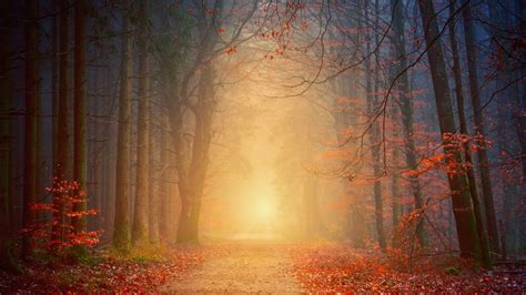 Download Wallpaper 2048x1152 Forest Fog Autumn Trees Foliage
