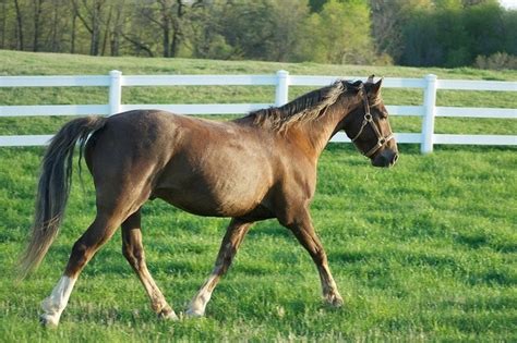 Morgan Horse Facts Lifespan Behavior And Care Guide With Pictures