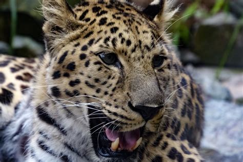 Ilmaisia Kuvia Luonto Villieläimet Eläintarha Eläimistö Leopardi