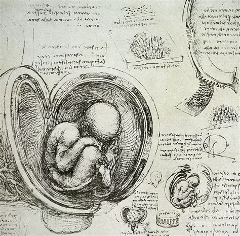 The Human Fetus In The Womb Drawing By Leonardo Da Vinci Pixels Merch