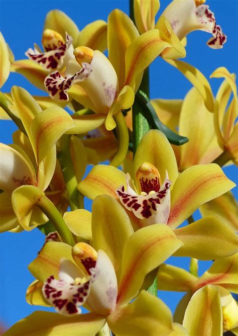 Yellow Cymbidium Orchid Beautiful Orchids Cymbidium Orchids Types Of Orchids