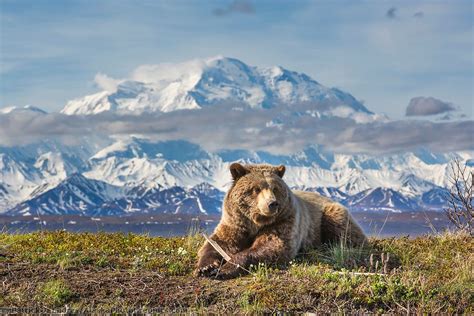 Alaska Wildlife Photos By Professional Photographer Patrick Endres