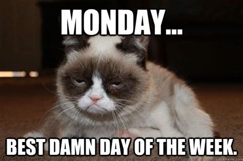 Here are some funny monday work memes that might help if you're having trouble getting out of bed maybe try 17 funny memes to get you through monday , or if you're really suffering here are some. Monday Cat memes | quickmeme