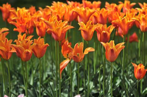 Blue And Orange Flowers Names 54 Best Types Of Orange Flowers Eye